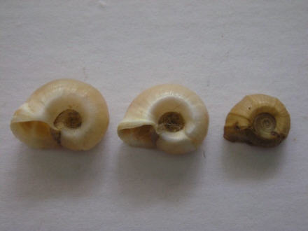Helisoma Anceps