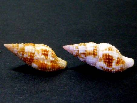 shellauction.net :: Cantharus species - 1285518