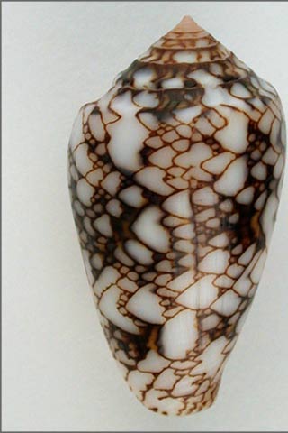 Conus (Cylinder) textile vaulberti Lorenz, 2012  I0001714769a