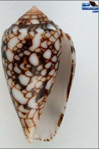 Conus (Cylinder) textile vaulberti Lorenz, 2012  I0001714769b