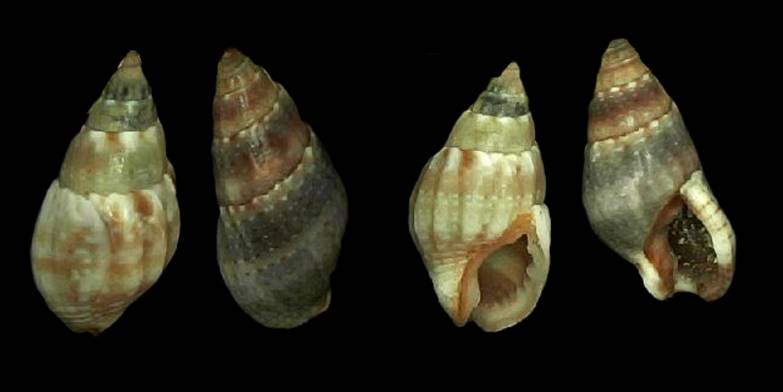 Cornial Shell shellauction.net :: Nassarius corniculum assorted - 1918352