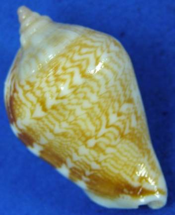 shellauction