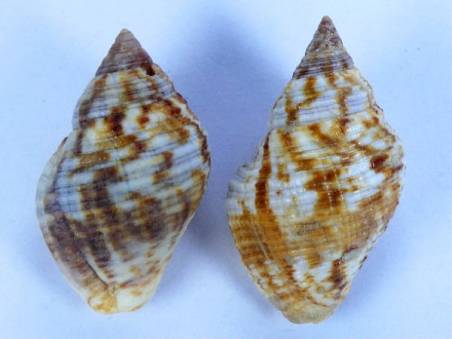 shellauction.net :: Cantharus tinctus - 2296604