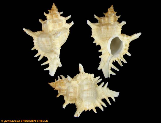 shellauction.net :: Chicoreus litos - 2462665