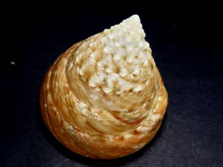 shellauction.net :: Tectus pyramis - 2640855