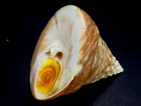 shellauction.net :: Tectus pyramis - 2640855