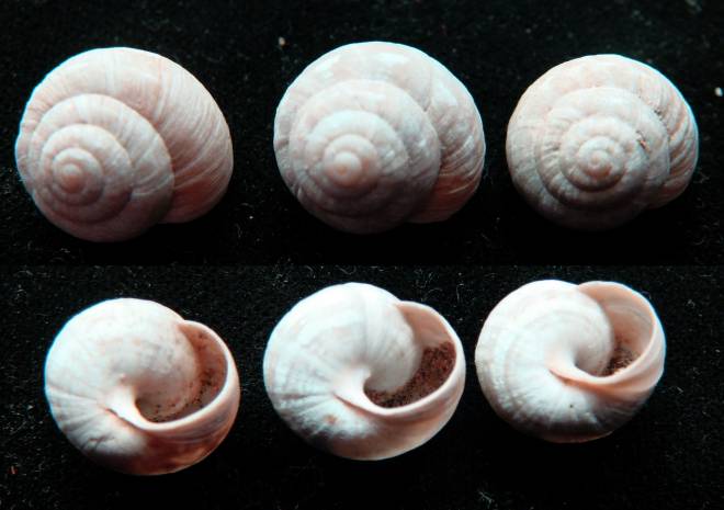 Theba arinagae 2892407