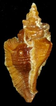 shellauction.net :: Pterynotus triformis - 2933809