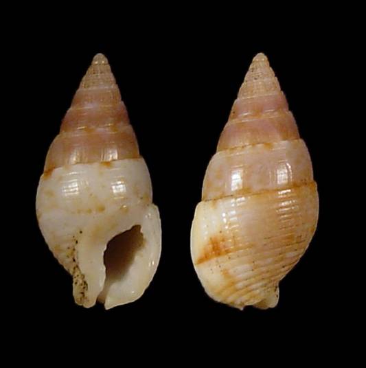 shellauction.net :: Tritia recidiva - 2979632