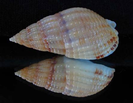 shellauction.net :: Nassarius reticulatus - 2993798