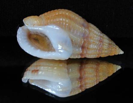 shellauction.net :: Nassarius reticulatus - 2993798