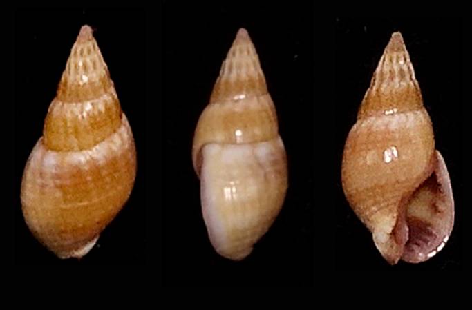 shellauction.net :: Tritia elongata - 3040523