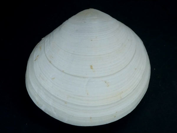 shellauction.net :: Tellina remies - 3089621