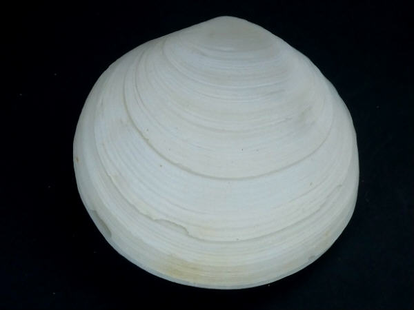 shellauction.net :: Tellina remies - 3089621