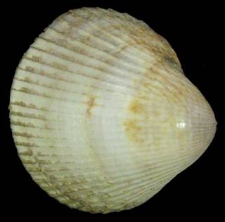 shellauction.net :: Fulvia fragilis - 3129842