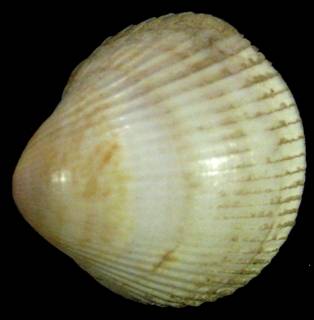 shellauction.net :: Fulvia fragilis - 3129842