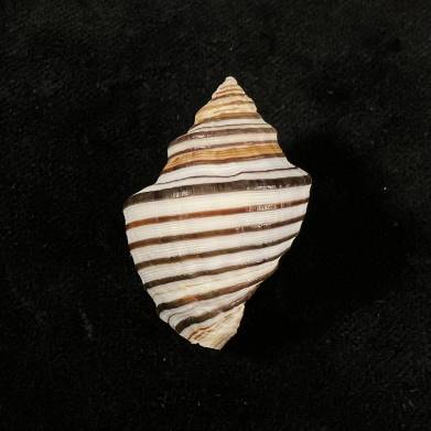 Opeatostoma pseudodon 3180845