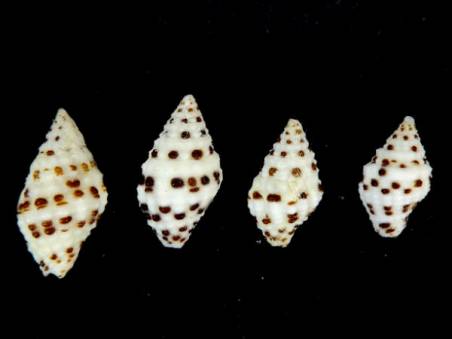 shellauction.net :: Engina siderea - 3215991