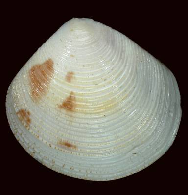 shellauction.net :: Circe plicatina - 3232453