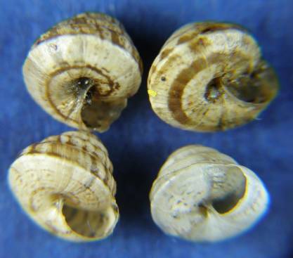 Trochoidea trochoides 3240566