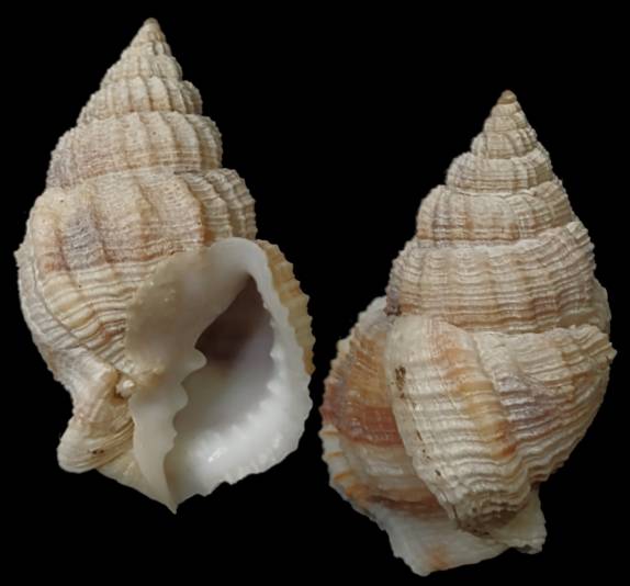 shellauction.net :: Bivetiella similis - 3265266