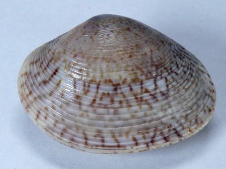 shellauction.net :: Circe callipygia - 3338578