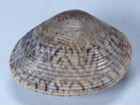 shellauction.net :: Circe callipygia - 3338578