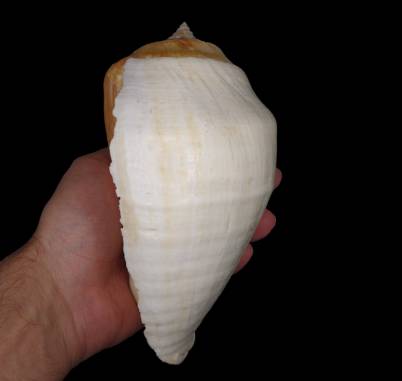 shellauction.net :: Strombus galeatus - 3362549