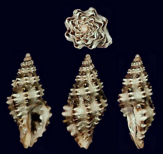 shellauction.net :: Muricopsis rutilus rutilus - 3365031