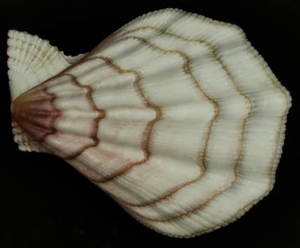 shellauction.net :: Swiftopecten swiftii - 3365059