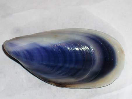 Shellauction Mytilus Galloprovincialis F radiata 3366135 Shellauction Mytilus Galloprovincialis F radiata 3366135