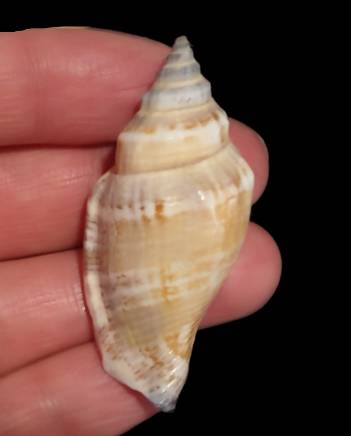 shellauction.net :: Canarium urceus - 3370247