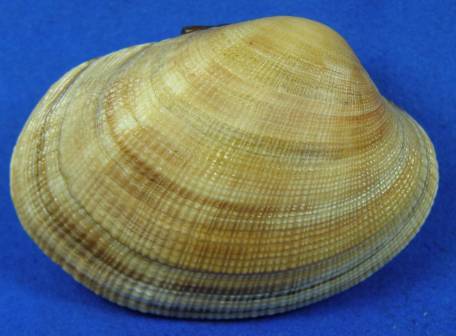 shellauction.net :: Ruditapes philippinarum - 3409307