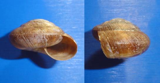 shellauction.net :: Zonites euboeicus - 3424092