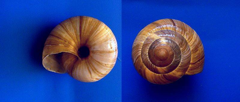 shellauction.net :: Zonites graecus - 3436765