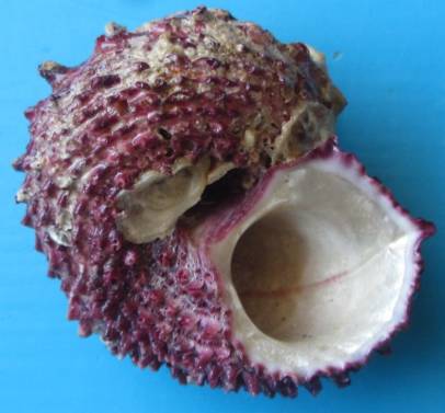 shellauction.net :: Angaria rugosa - 3473907