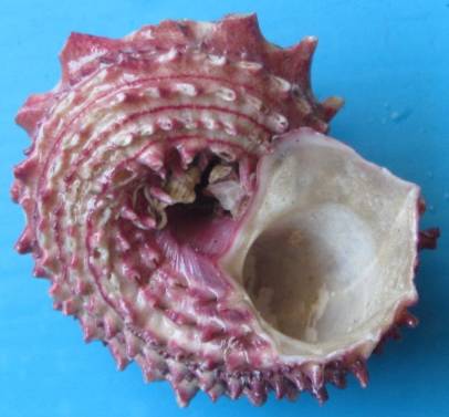 shellauction.net :: Angaria rugosa - 3473917