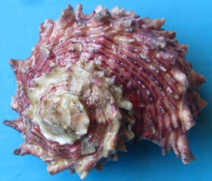shellauction.net :: Angaria rugosa - 3473924