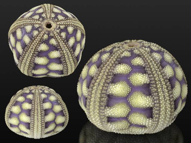 shellauction.net :: Microcyphus rousseaui - 3532632