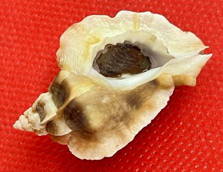 shellauction.net :: Ceratostoma nuttalli - 3629097