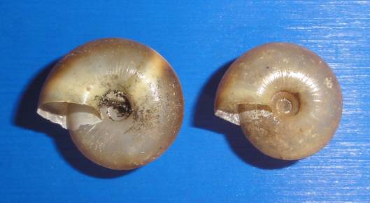 shellauction.net :: Zonites euboeicus - 3630314