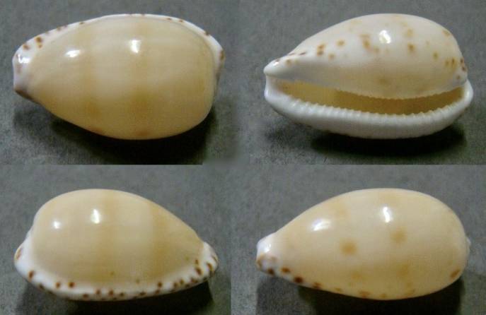 shellauction.net :: Cypraea comptonii v. mayi - 3630796