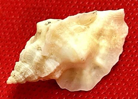 shellauction.net :: Ceratostoma nuttalli - 3658797