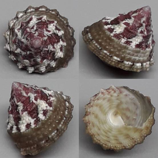 shellauction.net :: Tectus pyramis - 3667329