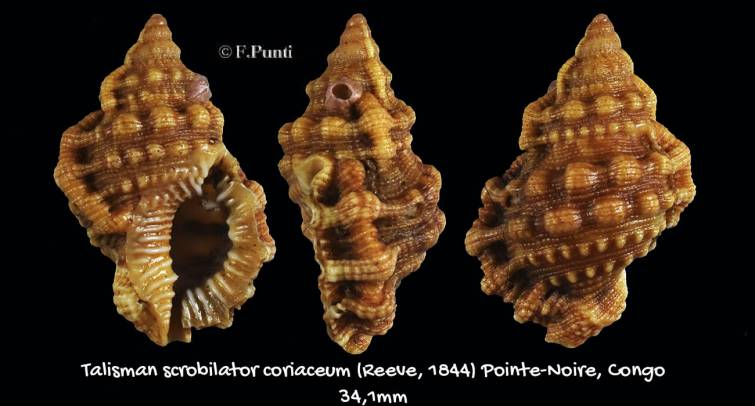 shellauction.net :: Talisman scrobilator coriaceum - 3667397