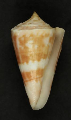 shellauction.net :: Conus carioca - 3668848