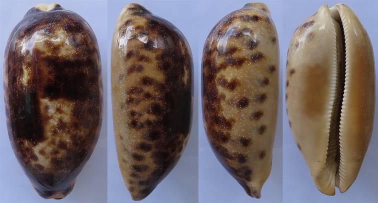 shellauction.net :: Chelycypraea testudinaria - 3675519