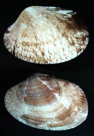 shellauction.net :: Ruditapes decussatus - 3682899