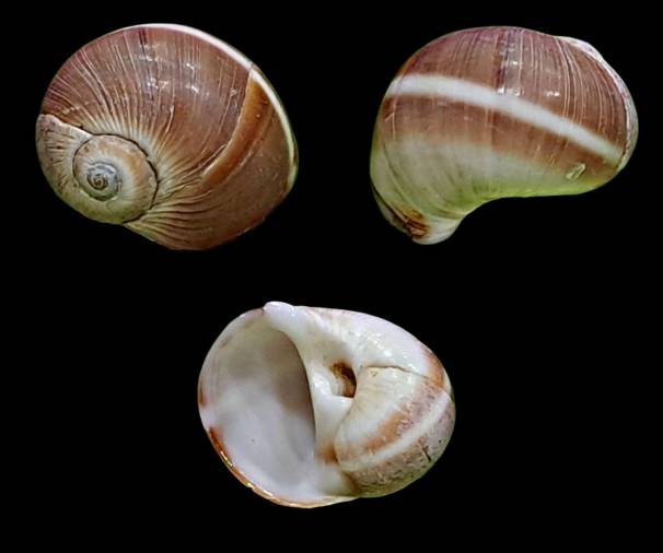 shellauction.net :: Natica spadicea - 3690851