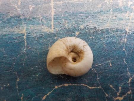 shellauction.net :: Zonites sp. - 3704280